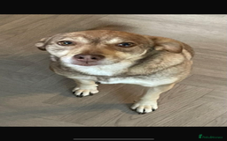 Mixed Breed dogs for sale: Hope & Mya  - Image 5