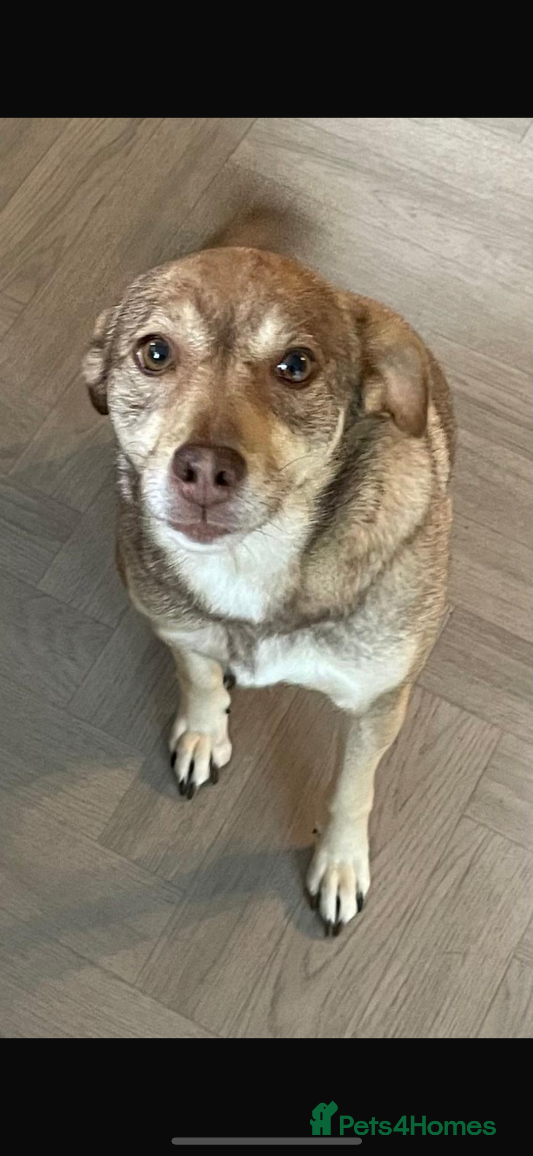 Mixed Breed dogs for sale: Hope & Mya  - Image 5