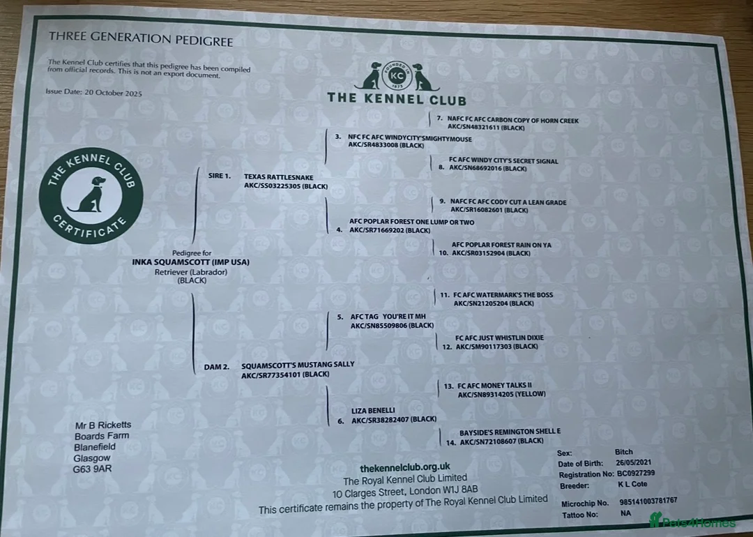 Labrador Retriever dogs for sale: FtCh Fendawood Pioneer x Inka Squamscott (Imp US) - Advert 8