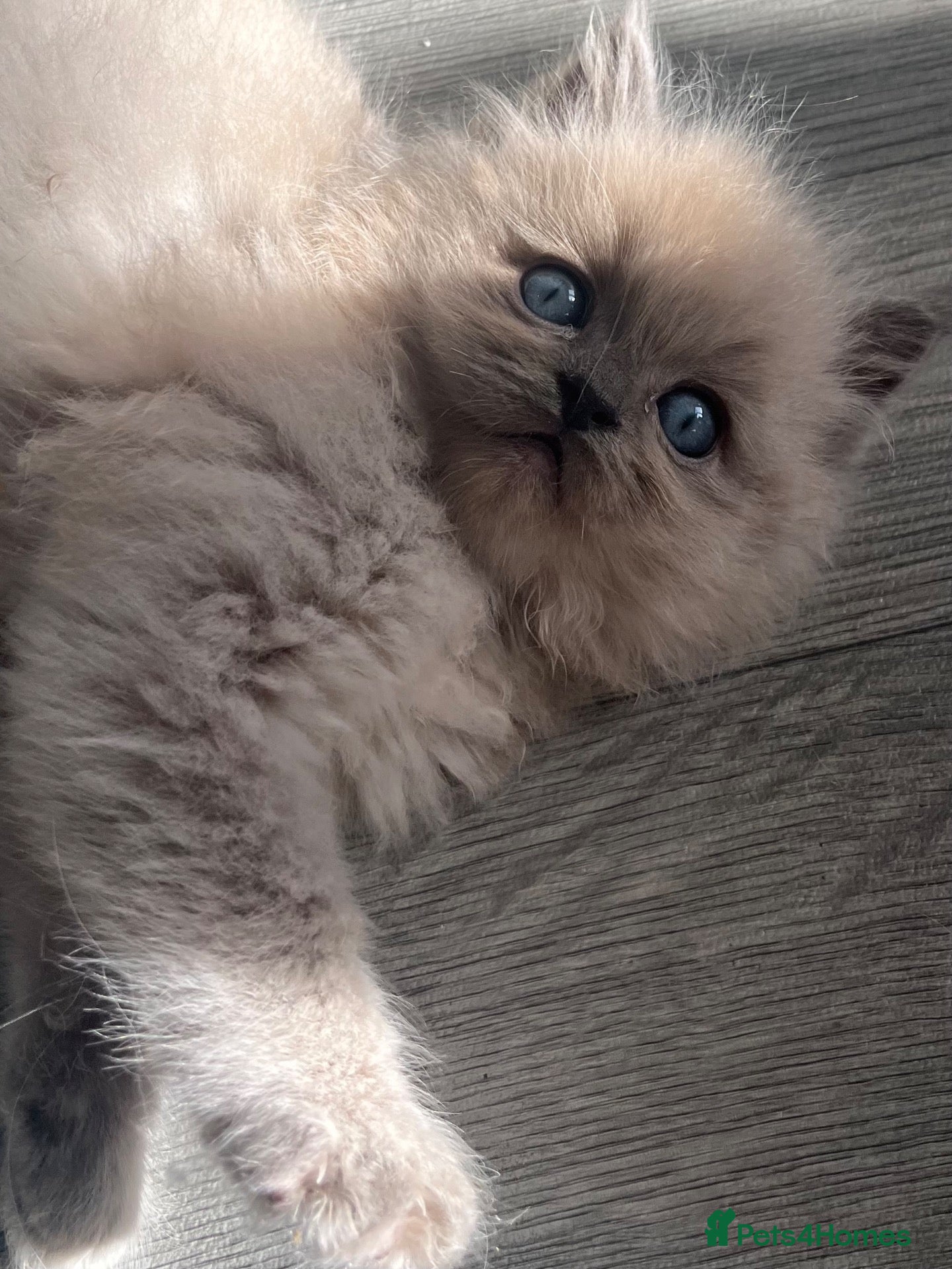 Ragdoll cats Gorgeous pedigree ragdoll kittens  - Advert 2