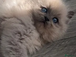 Ragdoll cats Gorgeous pedigree ragdoll kittens - Advert 2