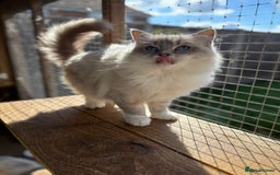 Ragdoll cats for sale: Available gccf registered tabby mitted girl  - Image 8