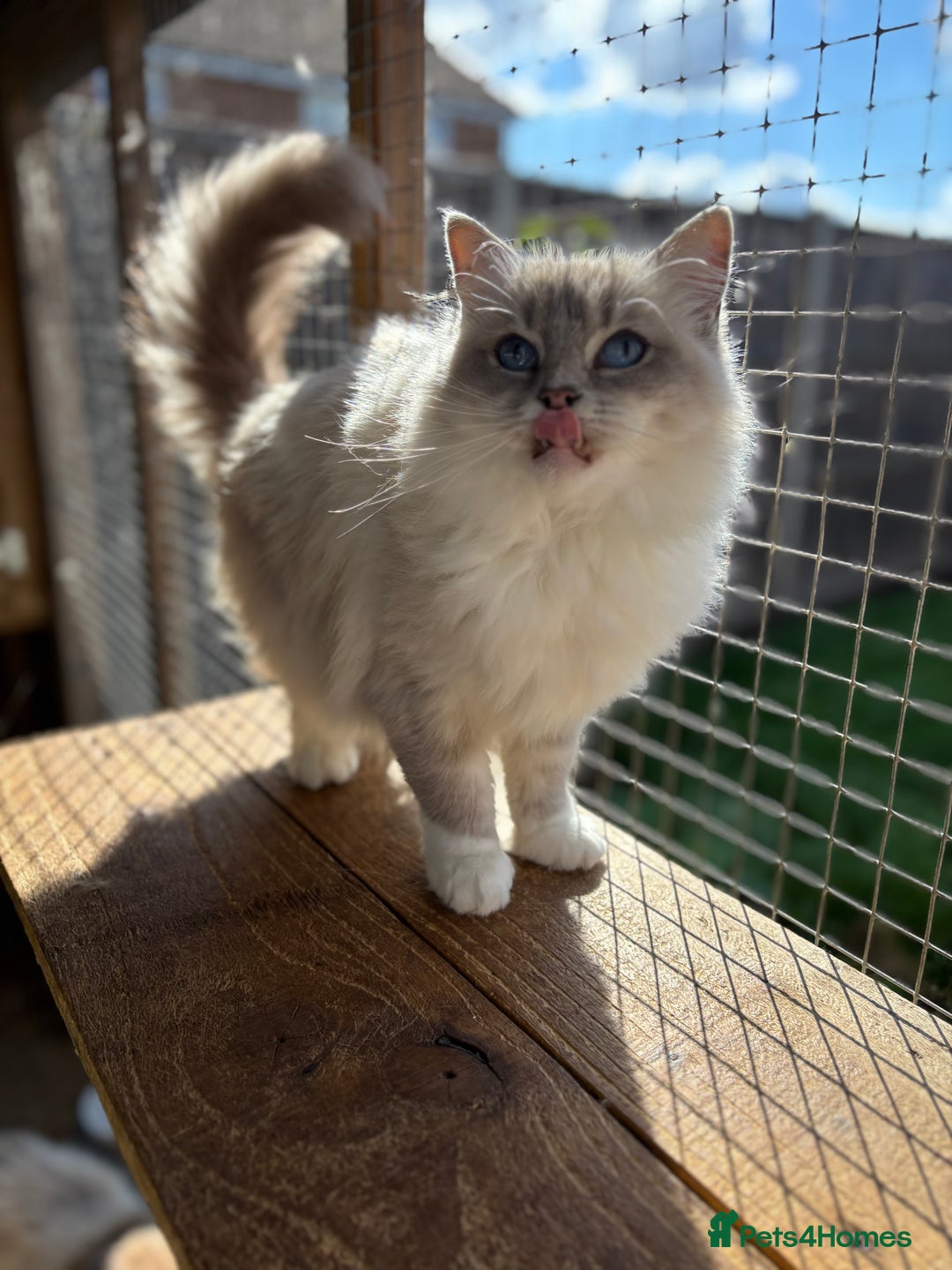 Ragdoll cats for sale: Available gccf registered tabby mitted girl  - Image 8