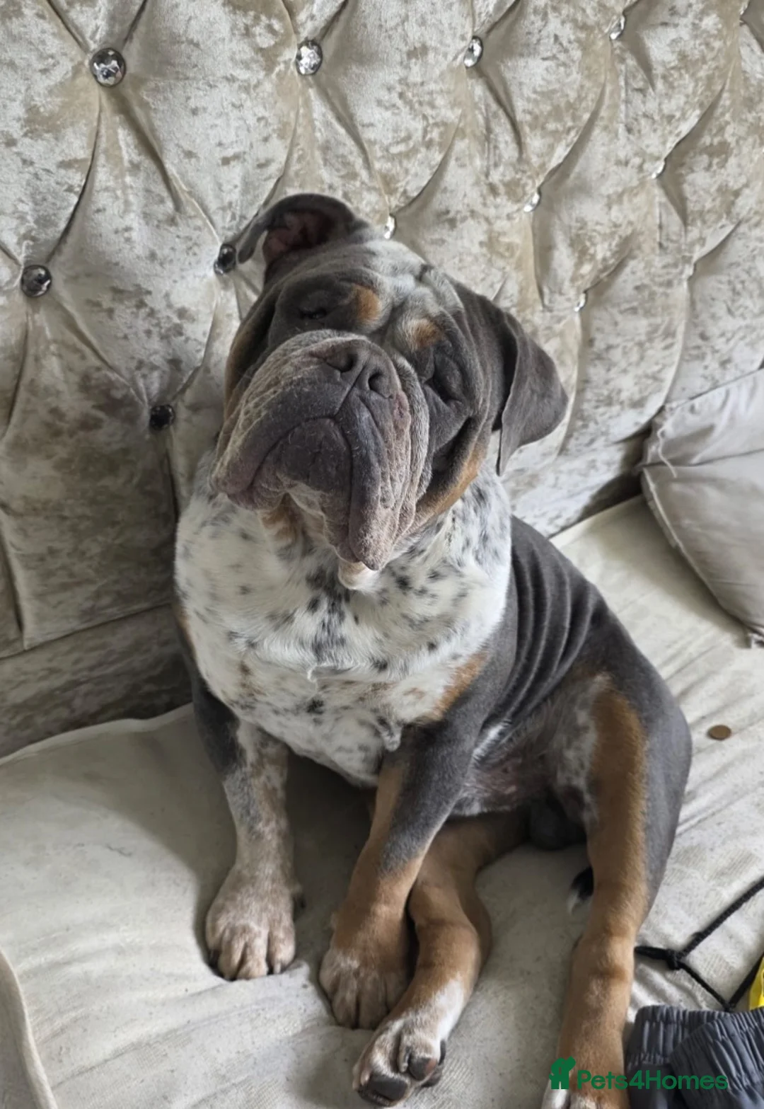 Dorset Olde Tyme Bulldogge dogs for sale: Old tyme bulldog puppies ready to go.  in Sandbach - Advert 2