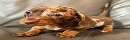 Miniature Dachshund dogs for stud: 🤎 Mr Brown VERY SMALL Health tested KC reg Stud🤎 - Advert 12