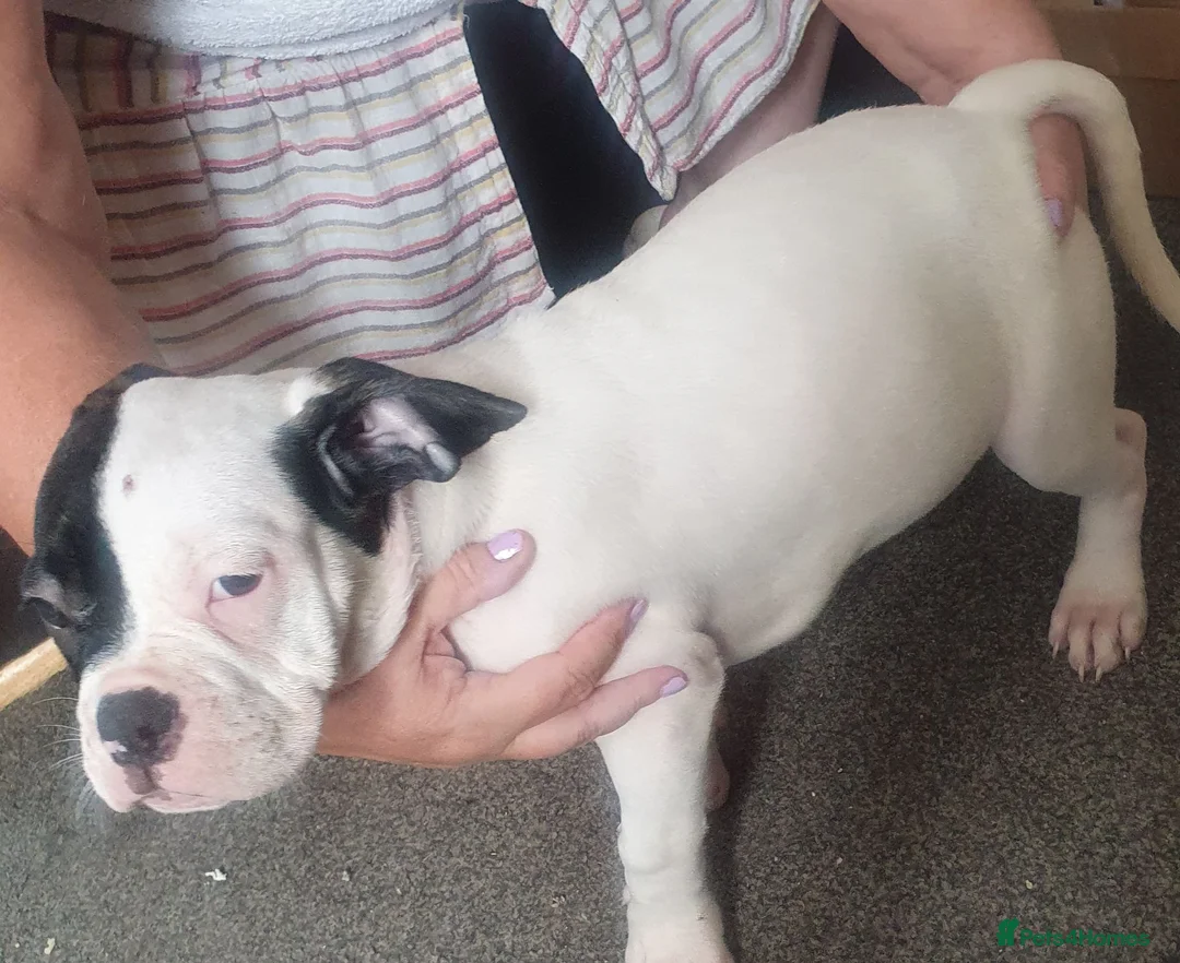 Mixed Breed dogs for sale: Oldtyme x french bulldog - Advert 10