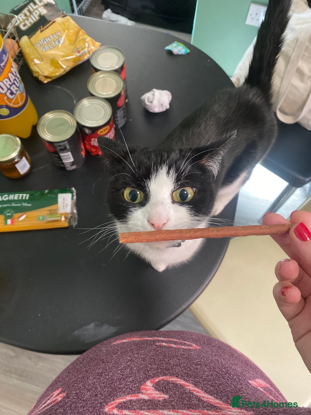 Mixed Breed cats for sale: Luna for rehoming - Image 6