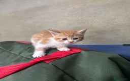 Mixed Breed cats for sale: Mix breed male kittens for sale  - Image 3