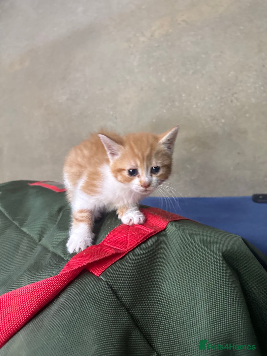 Mixed Breed cats for sale: Mix breed male kittens for sale  - Image 3