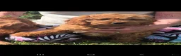Cavapoo dogs for sale: 8 stunning Cavapoo 🐕‍🦺 puppies 🐕‍🦺 - Advert 8