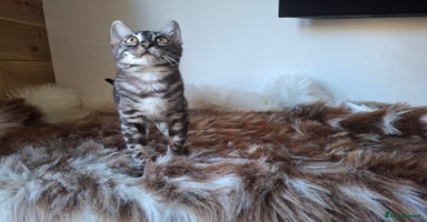 Bengal cats Wonderful bengal kittens TICA registered  - Advert 2