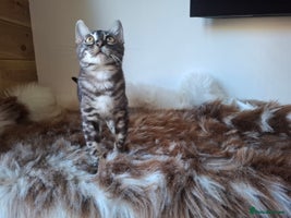 Bengal cats Wonderful bengal kittens TICA registered - Advert 4