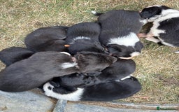 Mixed Breed dogs for sale: Beautiful Huntaway x Collie pups  - Image 26