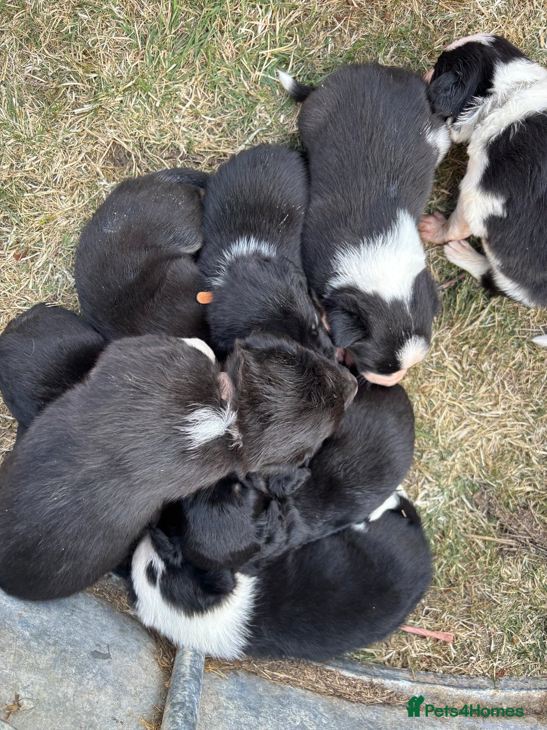 Mixed Breed dogs for sale: Beautiful Huntaway x Collie pups  - Image 26