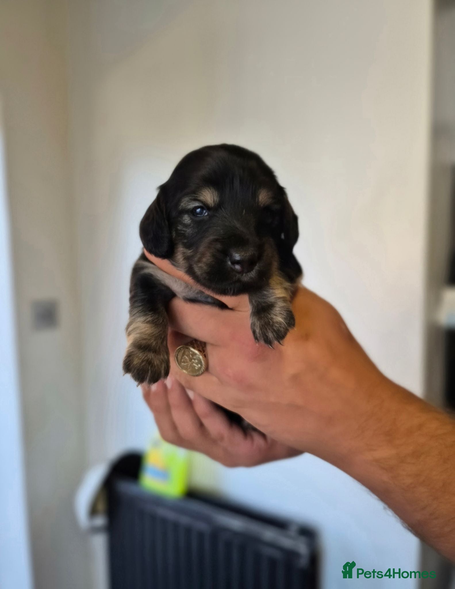 Miniature Dachshund dogs Beautiful miniature dachshunds short and longhair - Advert 3