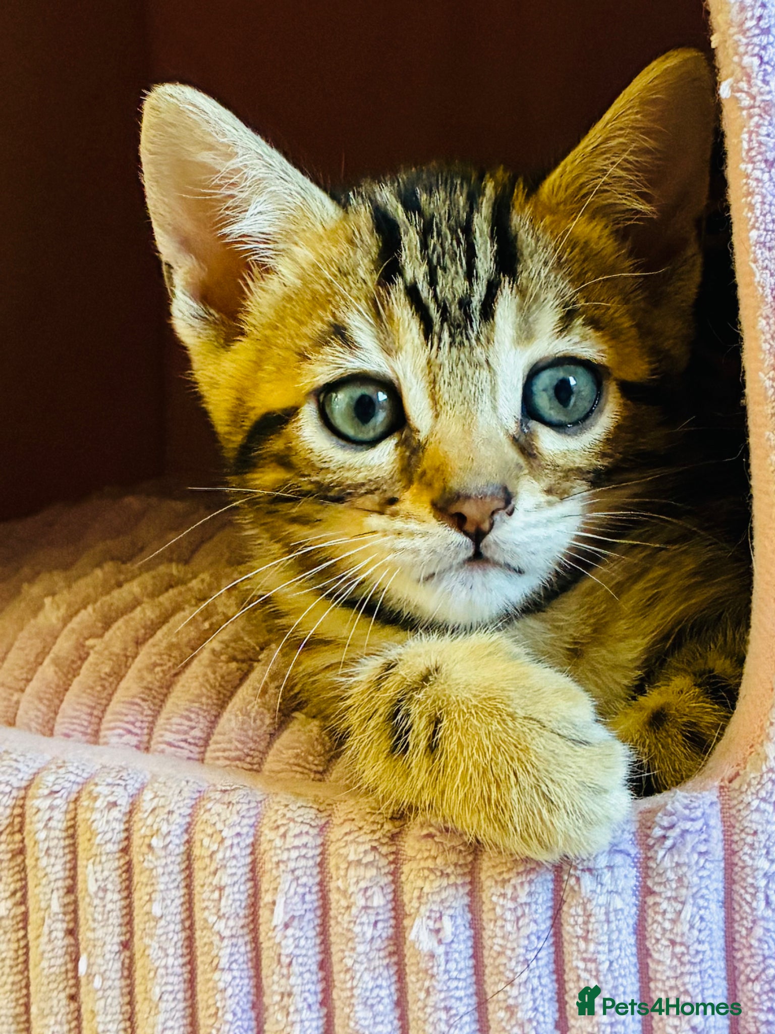 Bengal cats FINAL TWO ! Amazing Bengal kittens  - Advert 1