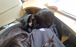 Mixed Breed cats for sale: Beautiful and loving female cat for loving home - Image 4