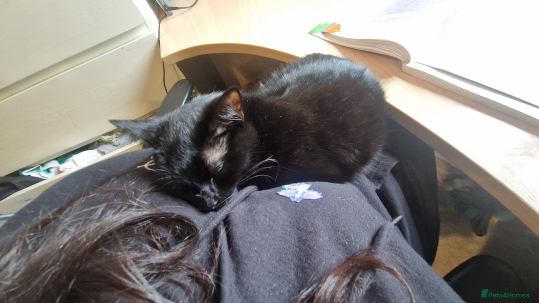 Mixed Breed cats for sale: Beautiful and loving female cat for loving home - Image 4
