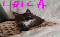 Maine Coon cats for sale: Gorgeous Maine Coon Kittens-Champion Bloodlines - Image 2