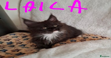 Maine Coon cats - Advert 14