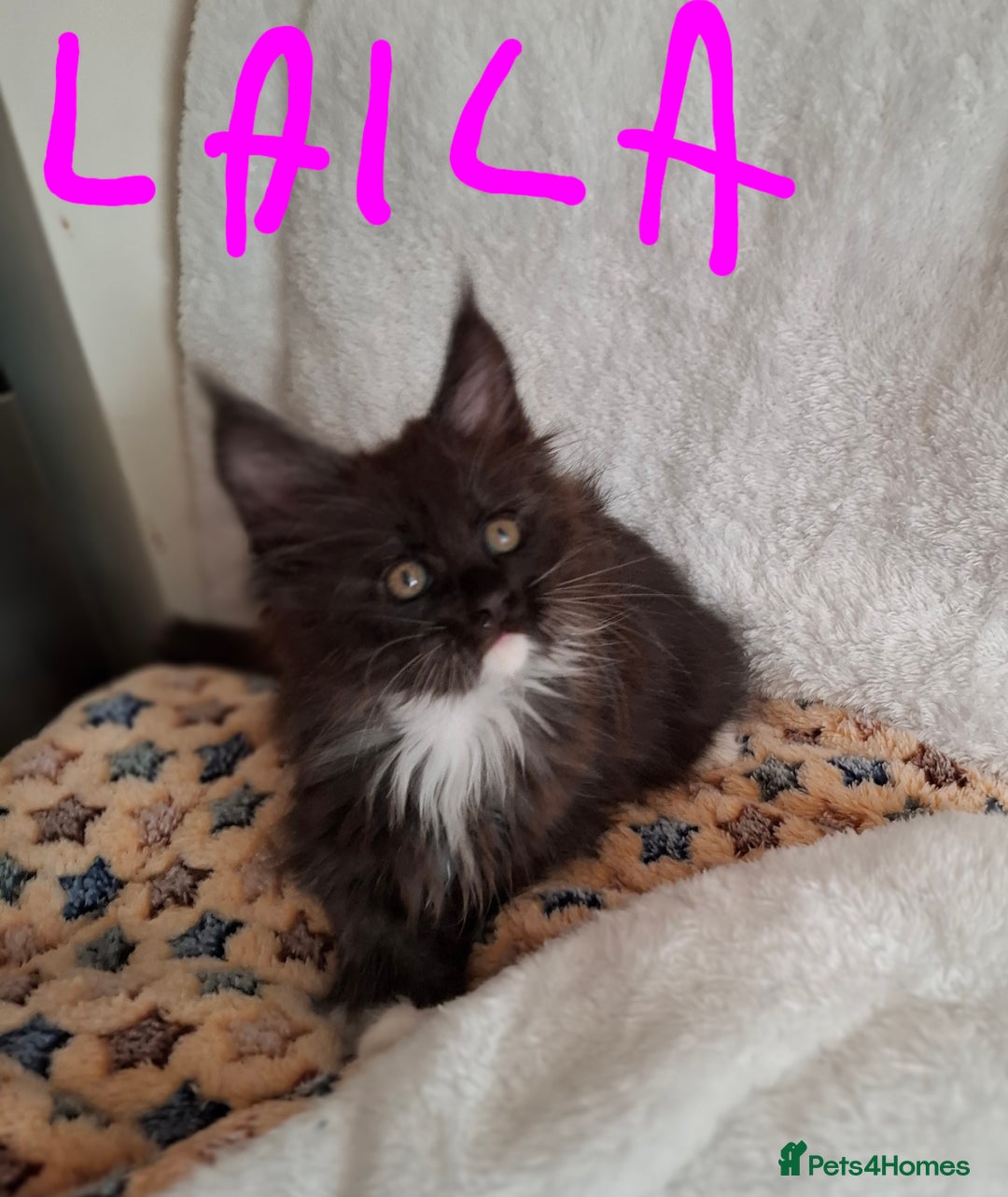 Maine Coon cats for sale: Gorgeous Maine Coon Kittens-Champion Bloodlines - Image 2