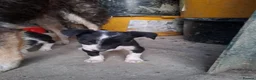 Border Collie dogs for sale: 3 gorgeous puppies looking for there forever home - Advert 5