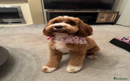 Australian Labradoodle dogs for sale: Pure Multigen Australian Labradoodle Puppies - Image 32