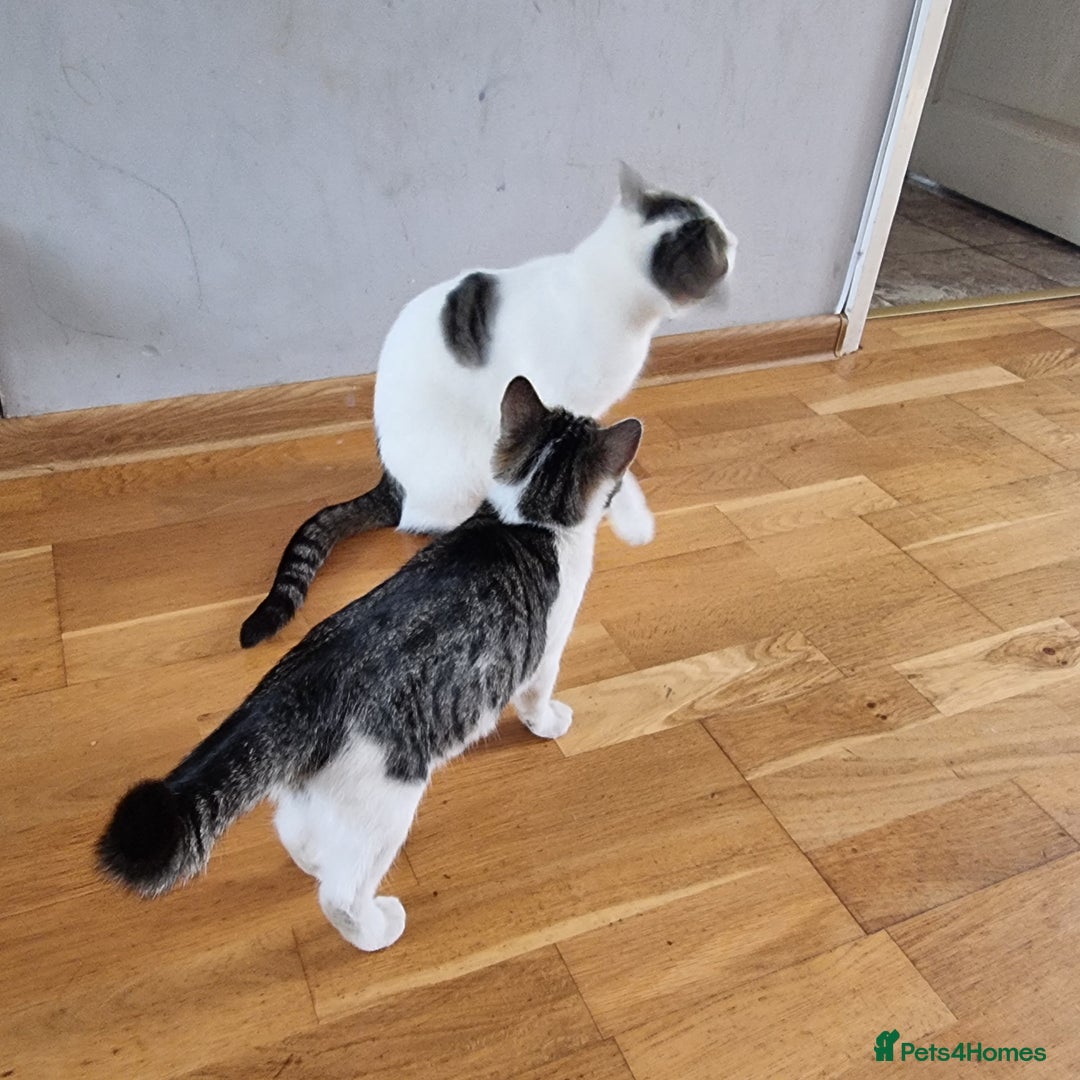 Mixed Breed cats for sale: 2 Beautiful Kittens For Sale !!! - Image 17
