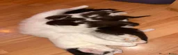 British Shorthair cats for sale: Beautiful Black & White Kittens  - Advert 5