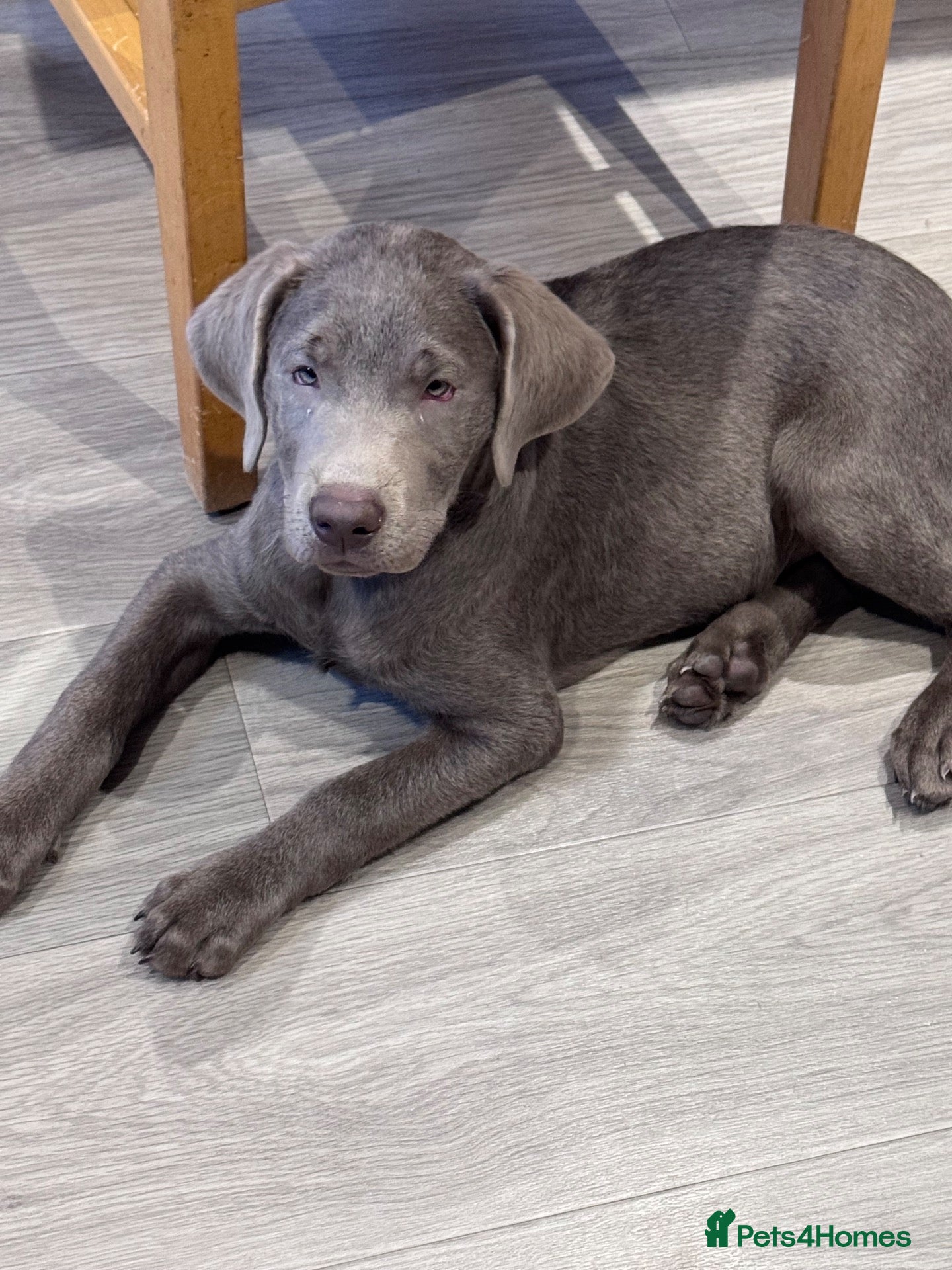 Labrador Retriever dogs Handsome Silver Labrador Boy - Advert 2