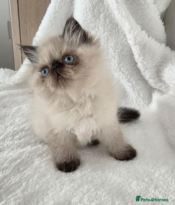 Persian cats Persian Himalayan Kittens - Advert 1