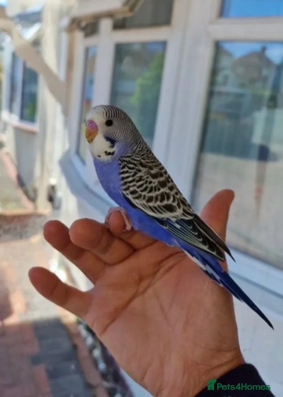 Budgerigars birds for sale: Bonded Budgies For Sale  in Wolverhampton - Advert 2