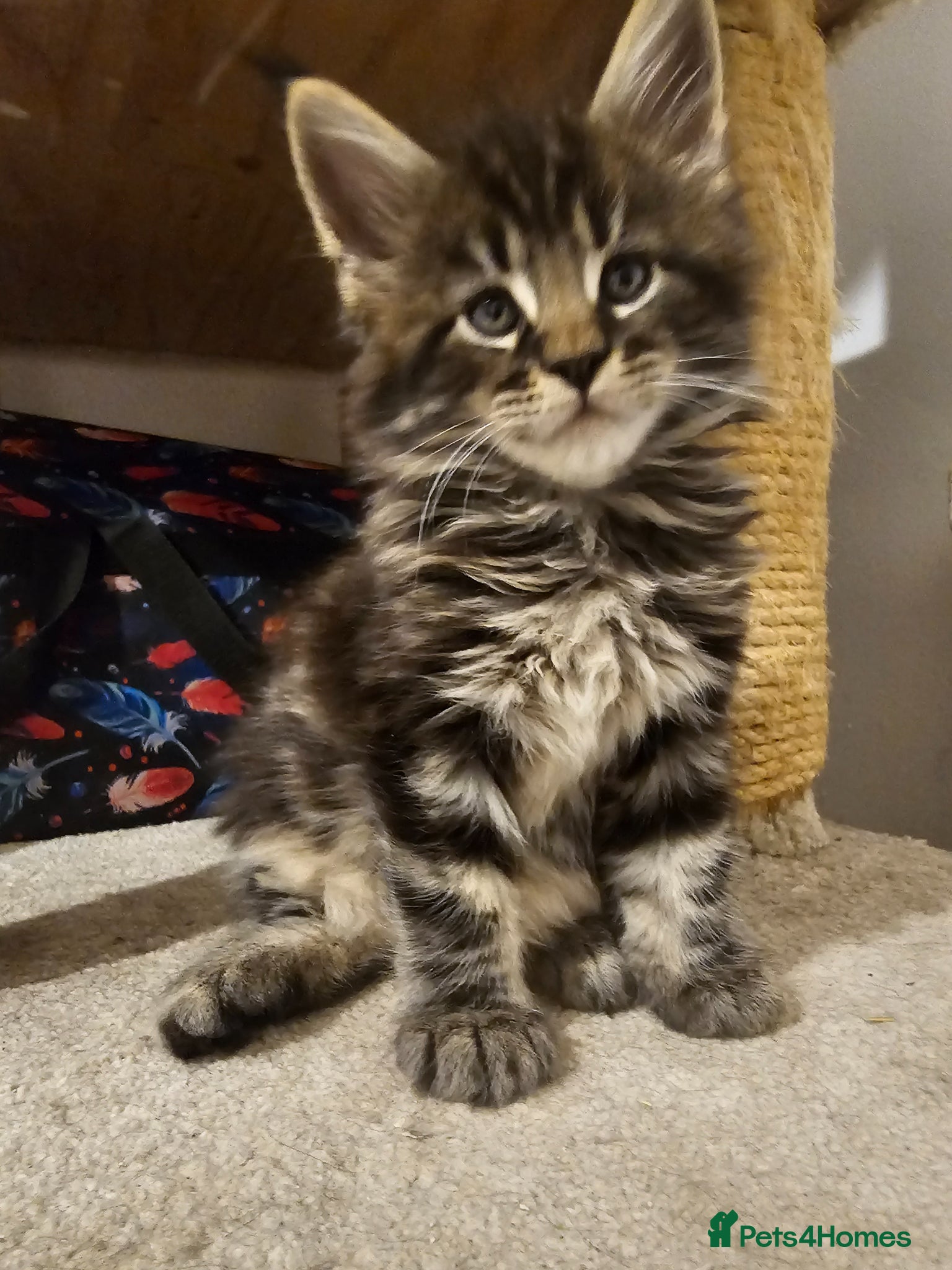 Maine Coon cats for sale: Maine Coon boy - Advert 4
