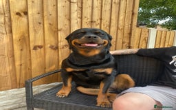 Rottweiler dogs for sale: Stella - Image 1