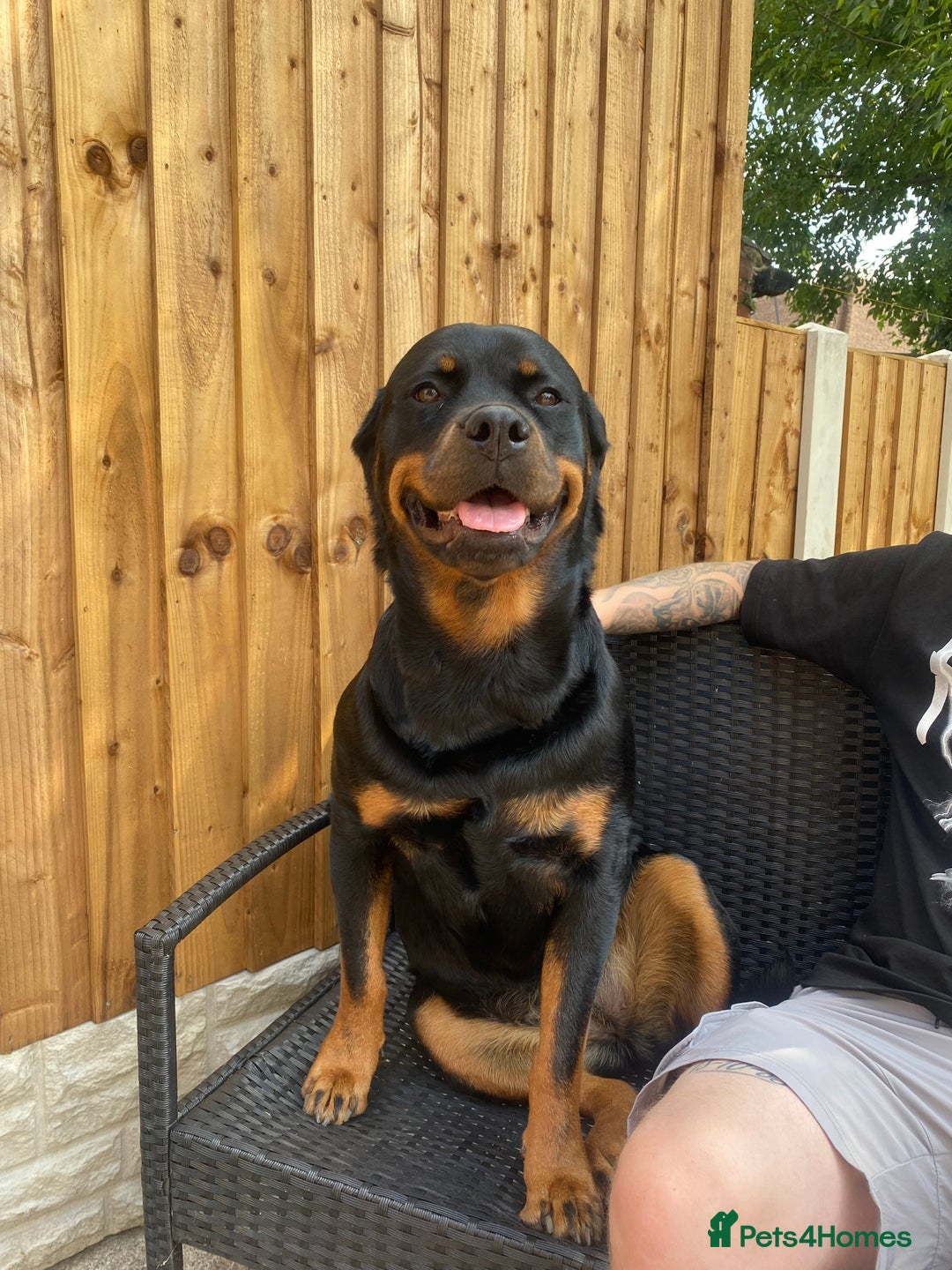 Rottweiler dogs for sale: Stella - Image 1