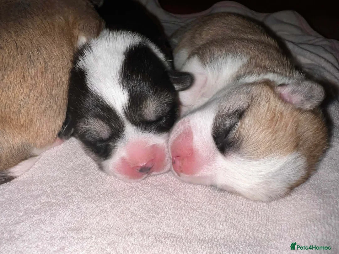 Welsh Corgi Pembroke dogs for sale: Welsh Corgi (Pembroke) - Advert 2