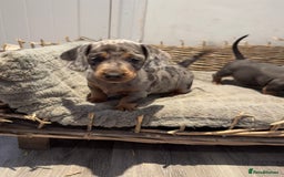 Dachshund dogs for sale: Beautiful Blue & Tan Dapple Girl  - Image 1