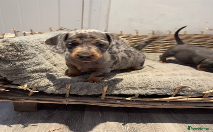 Dachshund dogs - Advert 10