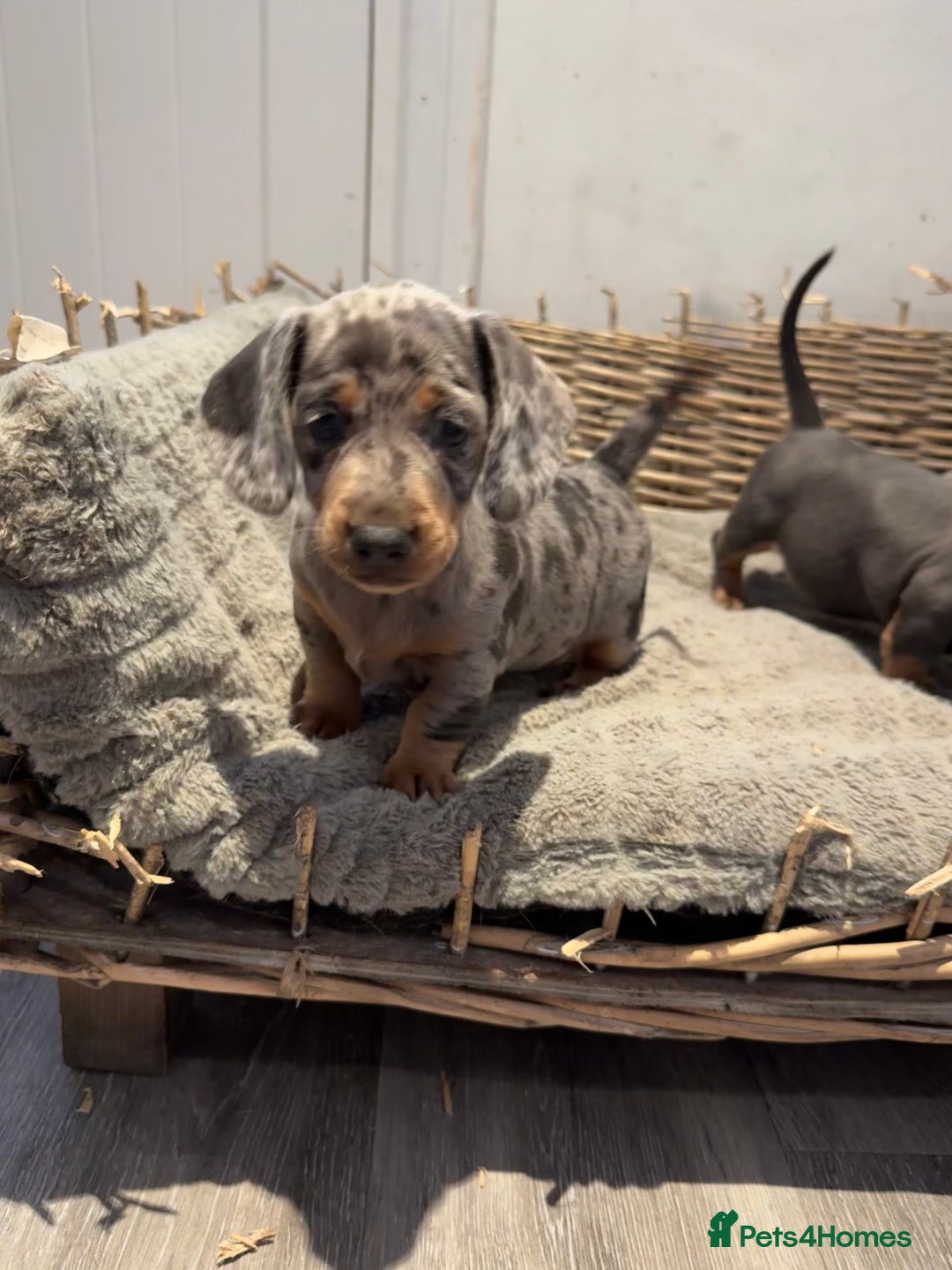 Dachshund dogs for sale: Beautiful Blue & Tan Dapple Girl  - Image 1