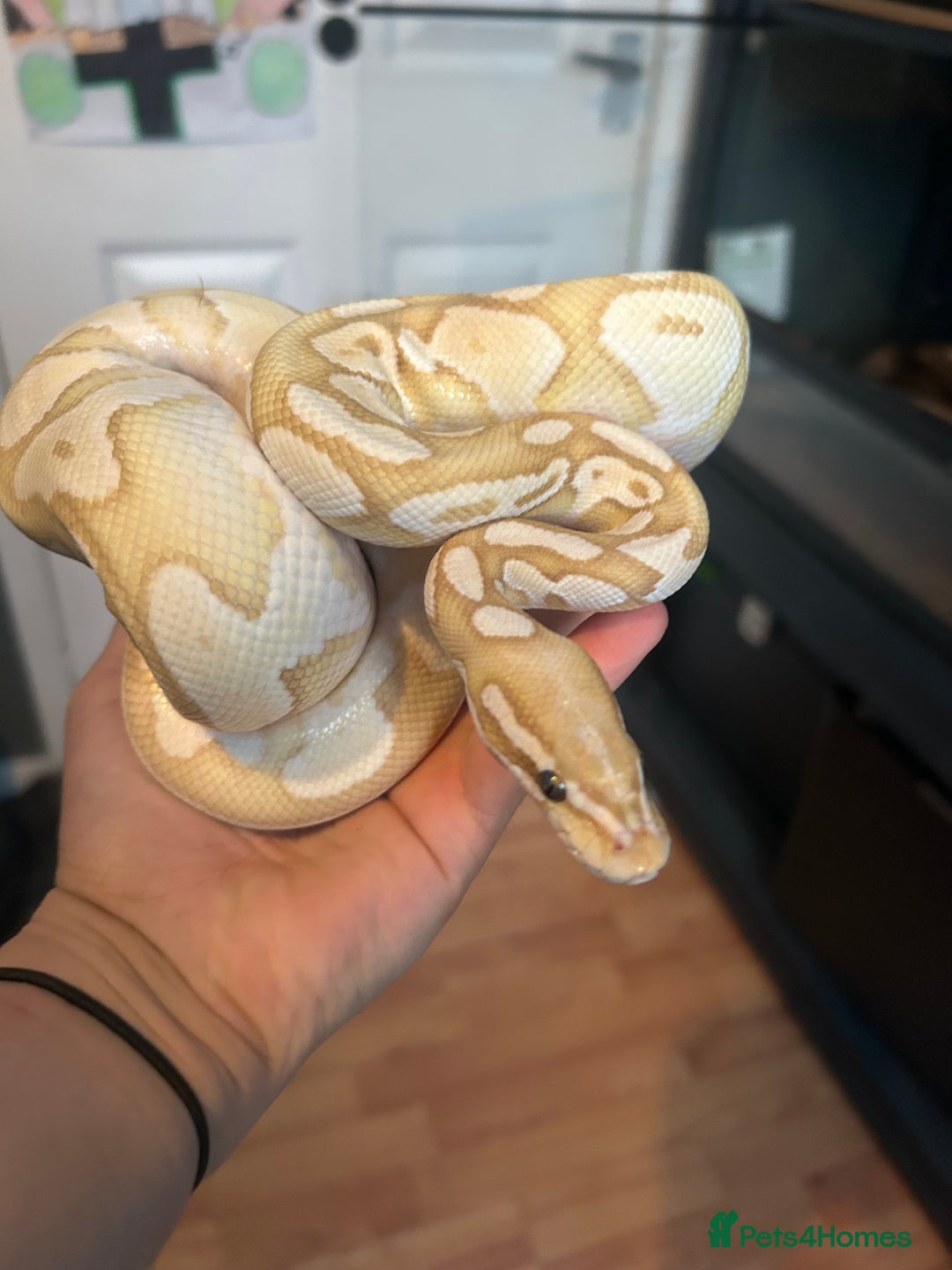 Python Snake reptiles for sale: Male Ball python /with tank - Image 3