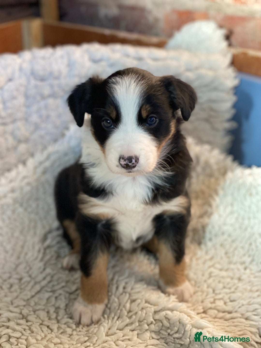 Border Collie dogs for sale: 🐾ISDS Registered Border Collie Puppies🐾 - Advert 11