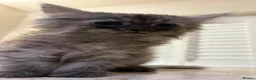 Mixed Breed cats for sale: 3 Dark grey mixed persian chinchilla kittens - Advert 5