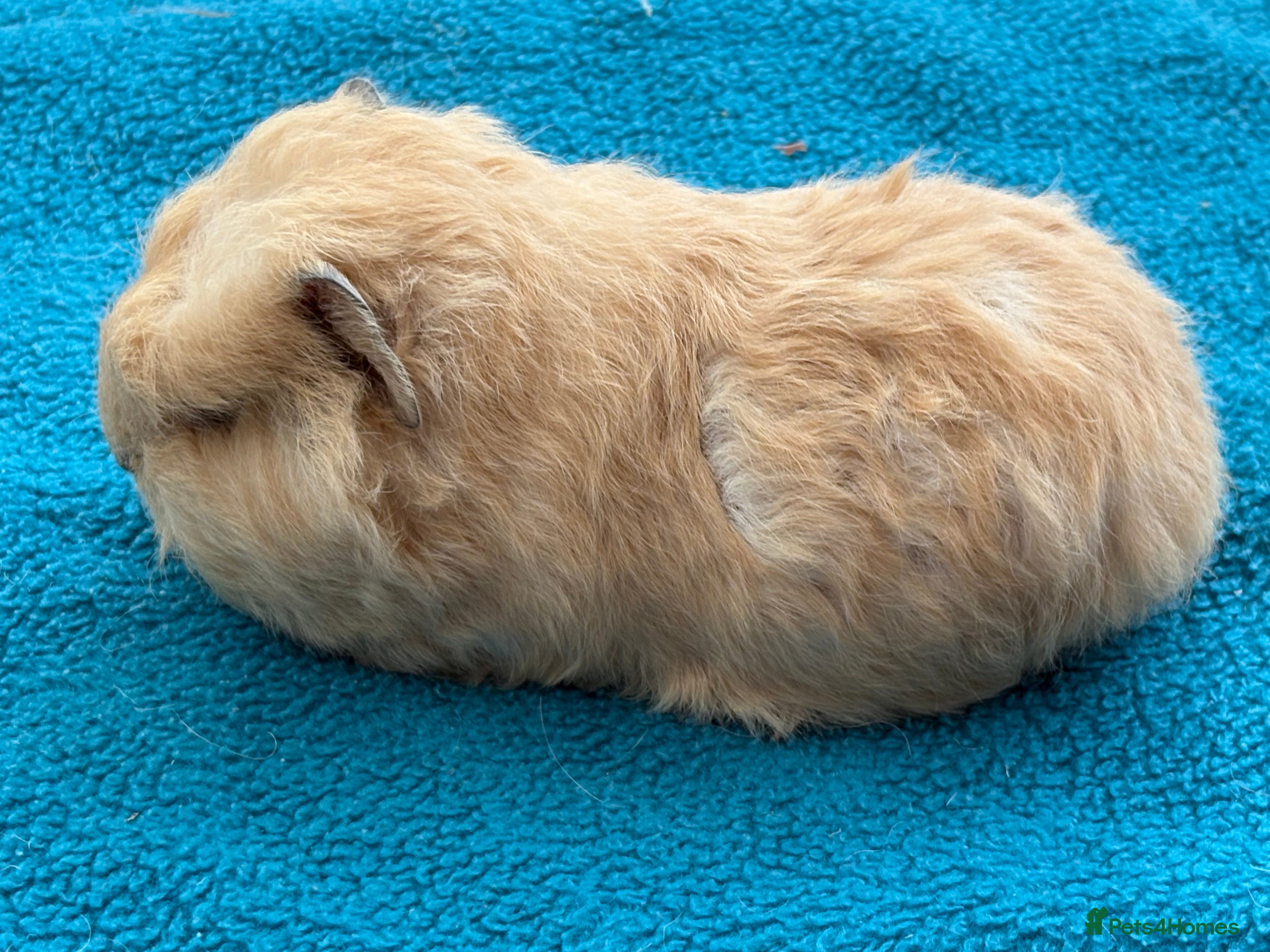 Guinea Pig rodents Swiss cream Cali point boar  - Advert 14