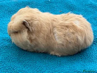 Guinea Pig rodents Swiss cream Cali point boar - Advert 14
