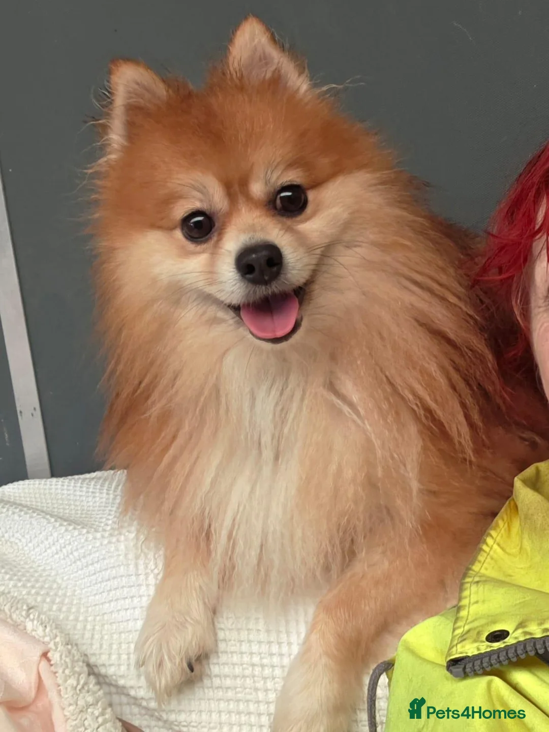 Pomeranian dogs for adoption: Mushu - Advert 5