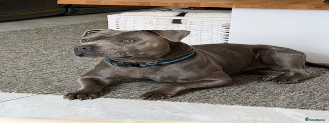 Hugo
