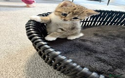 British Shorthair cats for sale: Kittens ready to leave  - Image 2