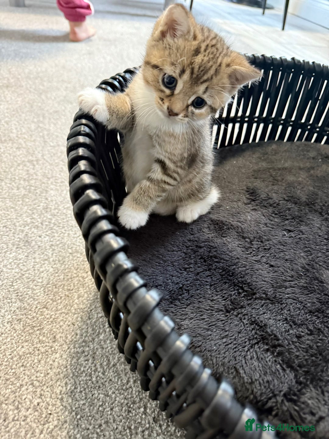 British Shorthair cats for sale: Kittens ready to leave  - Image 2