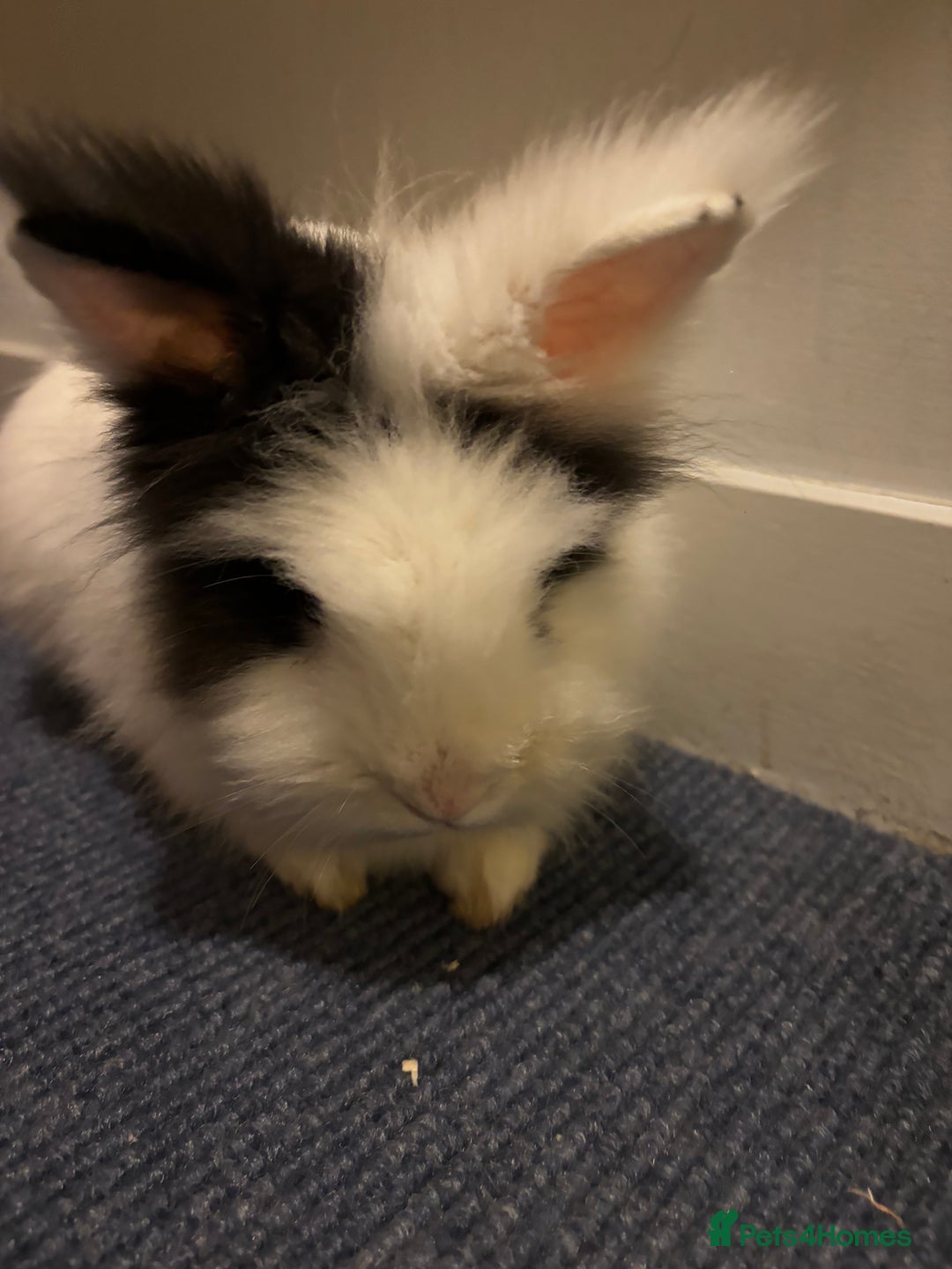 Lionhead rabbits for sale: Handsome double-maned lionhead - Advert 6