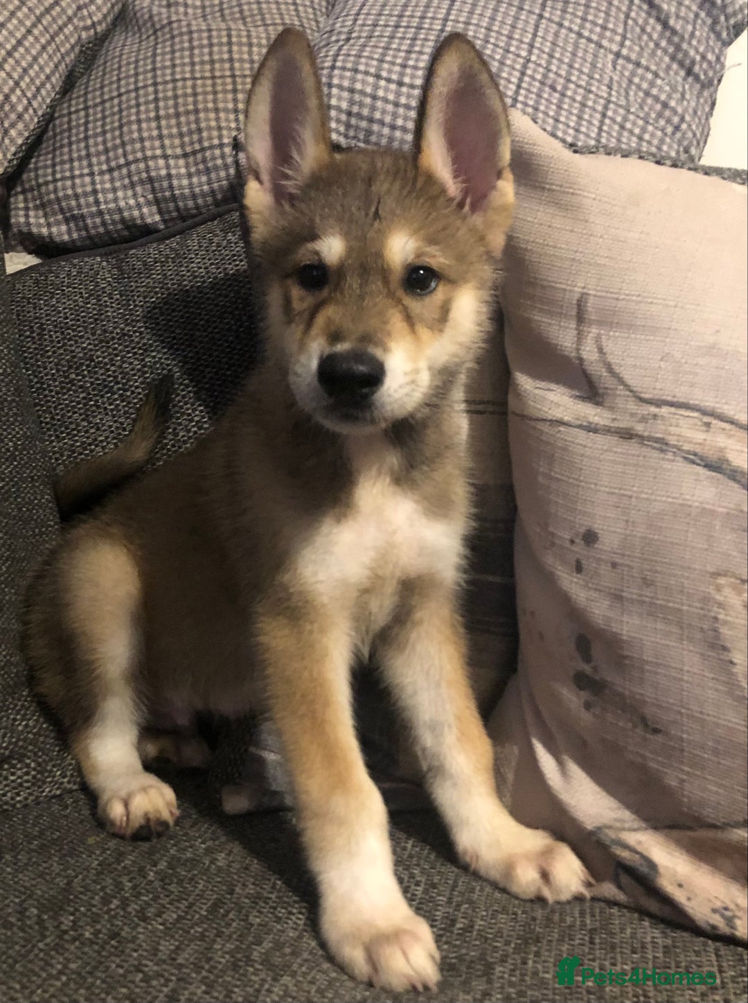 Mixed Breed dogs for sale: READY NOW! Beautiful Japanese Akita Puppies - Image 3